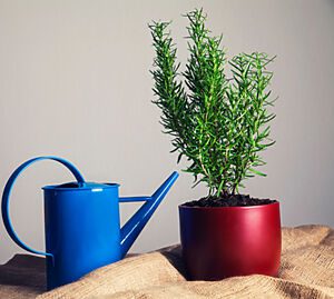 horta em apartamento vaso sobre a mesa