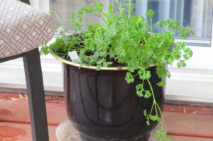 horta em apartamento vaso de salsa