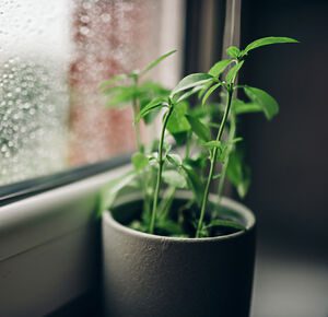 horta em apartamento perto de janelas