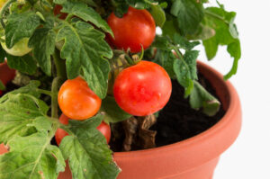horta em apartamento tomate em vaso 2