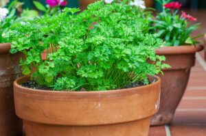 horta em apartamento vaso de salsa